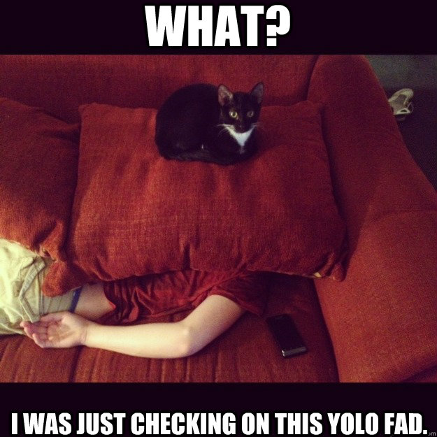 what? I was just checking on this YOLO fad.  jealous cat