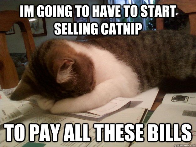im going to have to start selling catnip to pay all these bills - im going to have to start selling catnip to pay all these bills  broke cat