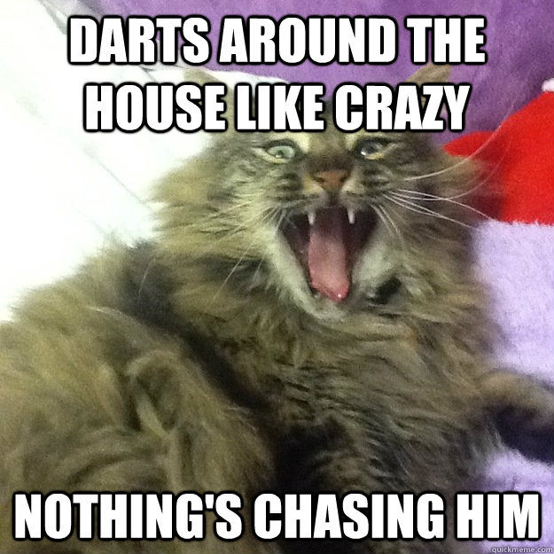 darts around the house like crazy nothing's chasing him  