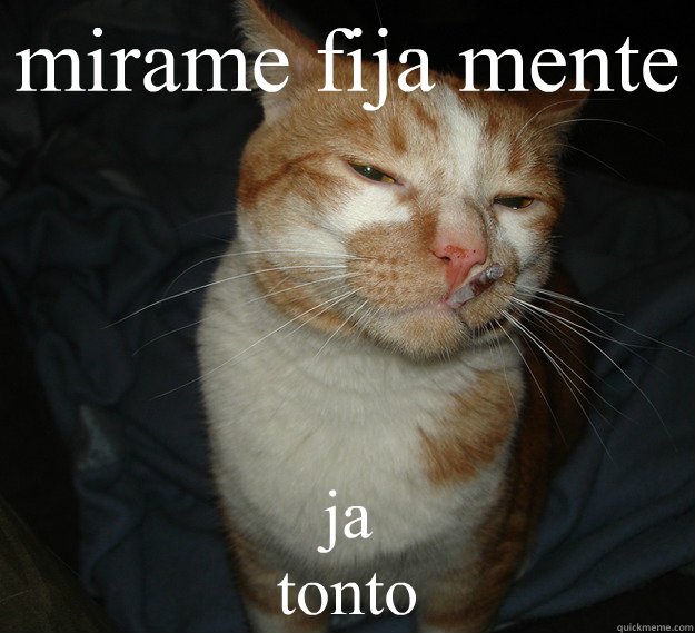 mirame fija mente  ja
tonto  Cool Cat Craig