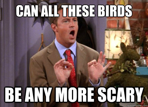 can all these birds be any more scary  Sarcastic Chandler