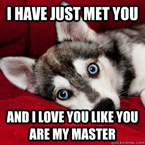 I have just met you  and I love you like you are my master  Overly Attached Dog