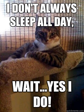 I don't always sleep all day, Wait...yes I do!  The Most Interesting Cat in the World