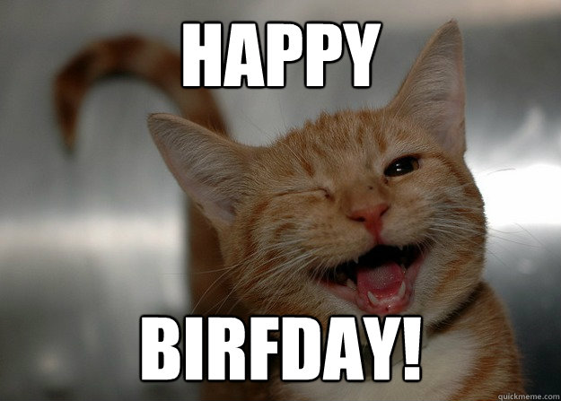 HAPPY BIRFDAY! - HAPPY BIRFDAY!  Sarcastic Cat