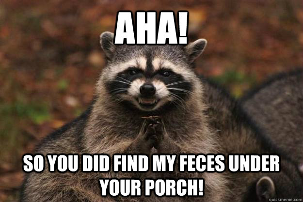 aha! so you did find my feces under your porch!  - aha! so you did find my feces under your porch!   Evil Plotting Raccoon