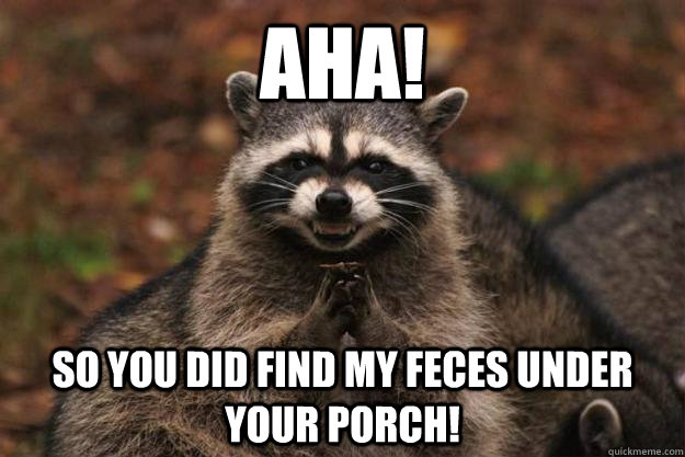 aha! so you did find my feces under your porch!   Evil Plotting Raccoon