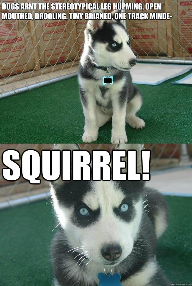 dogs arnt the stereotypical leg hupming, open mouthed, drooling, tiny brianed, one track minde- SQUIRREL!  Insanity puppy