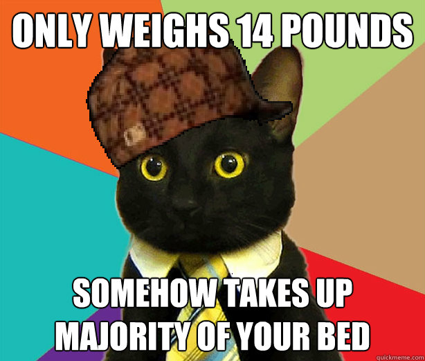 only weighs 14 pounds somehow takes up majority of your bed  Scumbag Cat