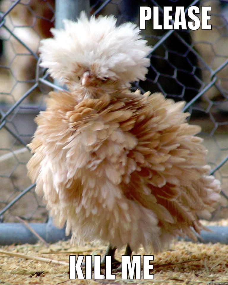 frizzle chicken meme -                            PLEASE KILL ME Misc