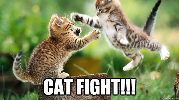 Cat fight!!!  Cat Fight