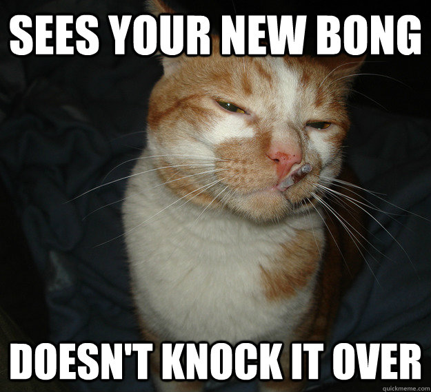 sees your new bong doesn't knock it over  Good Guy Cat