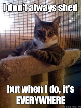 I don't always shed but when I do, it's EVERYWHERE  The Most Interesting Cat in the World