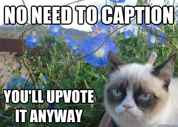 no need to caption you'll upvote it anyway  Cheer up grumpy cat
