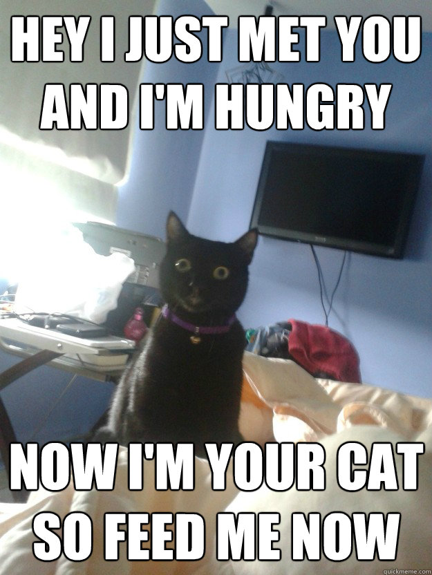 Hey I just met you
And I'm hungry Now I'm your cat
So feed me now  overly attached cat