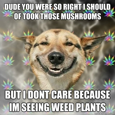 dude you were so right i should of took those mushrooms but i dont care because im seeing weed plants   Stoner Dog