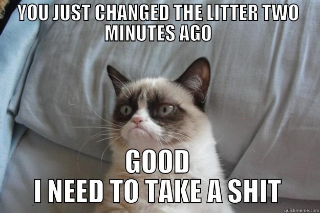 YOU JUST CHANGED THE LITTER TWO MINUTES AGO GOOD I NEED TO TAKE A SHIT Grumpy Cat