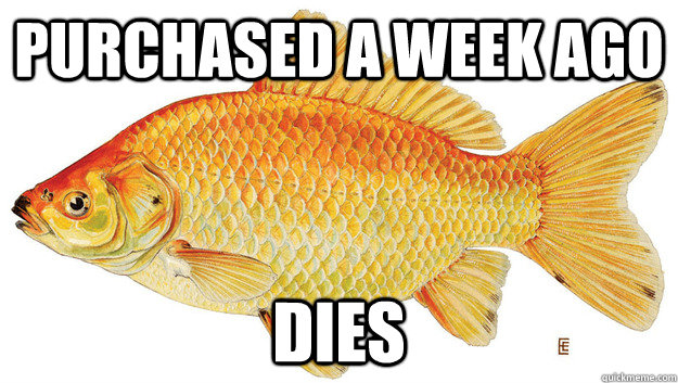 Purchased a week ago dies - Purchased a week ago dies  Freshman Fish