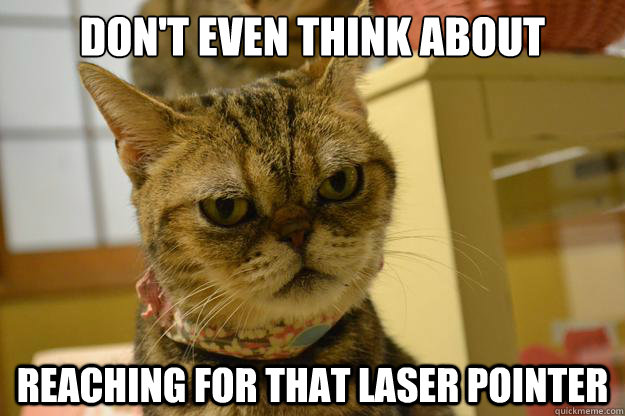 don't even think about reaching for that laser pointer  Angry Cat