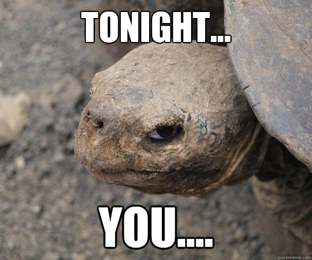 Tonight... You....  Insanity Tortoise