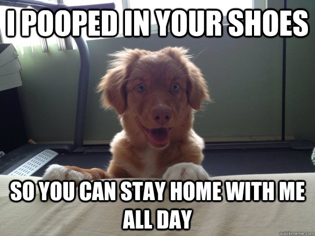 i pooped in your shoes so you can stay home with me all day - i pooped in your shoes so you can stay home with me all day  Overly Attached Dog