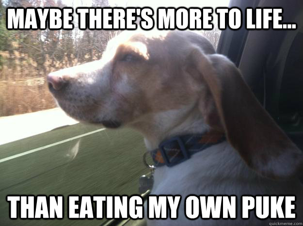 Maybe there's more to life... than eating my own puke   Pondering Pup