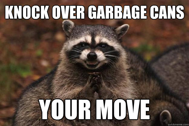knock over garbage cans your move  Evil Plotting Raccoon