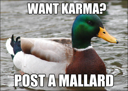 WANT KARMA? POST A MALLARD   Actual Advice Mallard