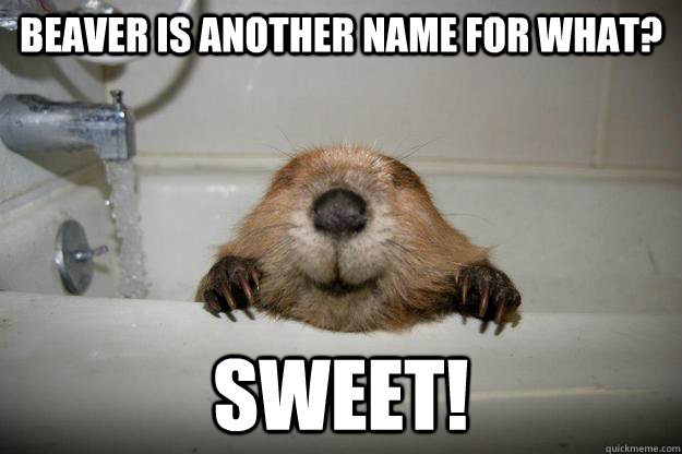 Beaver is another name for what? Sweet! - Beaver is another name for what? Sweet!  Happy Wet Beaver