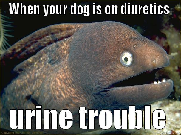 WHEN YOUR DOG IS ON DIURETICS URINE TROUBLE Bad Joke Eel