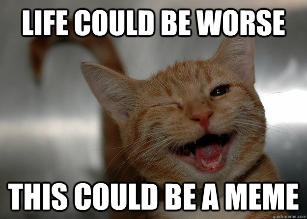 life could be worse this could be a meme - life could be worse this could be a meme  Cheer up Cat