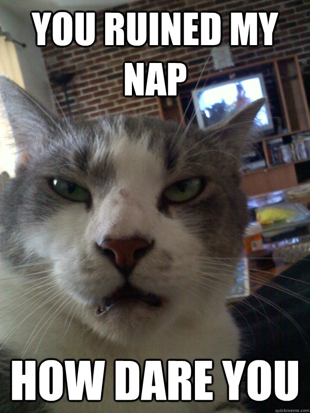 You Ruined My Nap How Dare You  Angry Cat