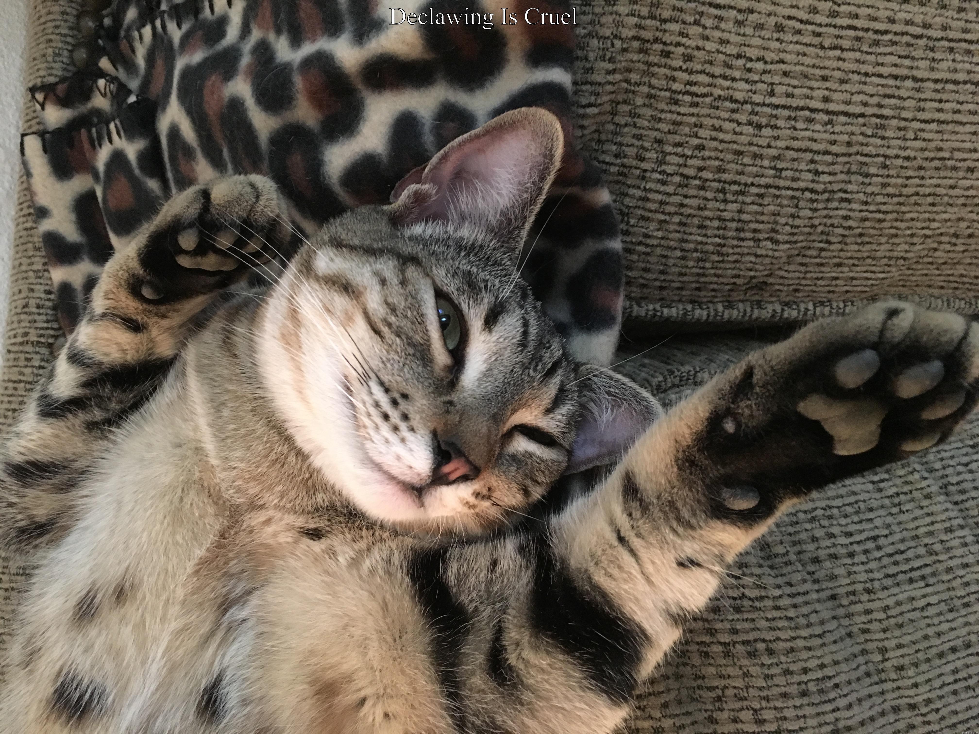 DECLAWING IS CRUEL   Misc