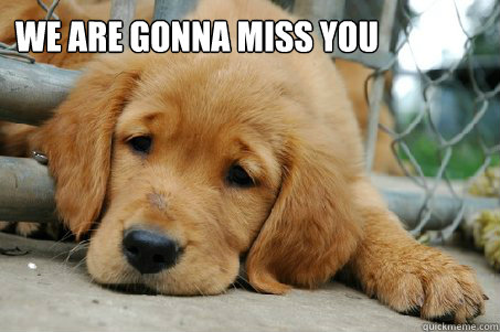 We Miss You Pig Time Cute Pig Meme Generator