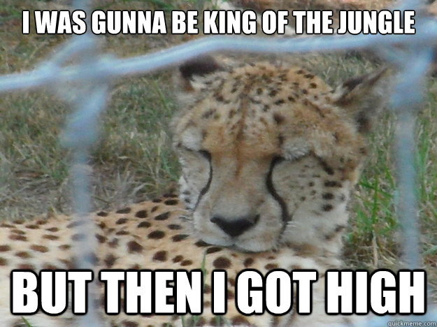 I was gunna be king of the jungle but then i got high  10 Cheetah