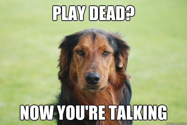 Play dead? now you're talking  Careless Canine