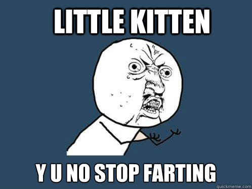 little kitten y u no stop farting  Y U No