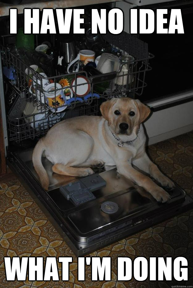 I have No idea  What I'm doing   Dishwasher Dog