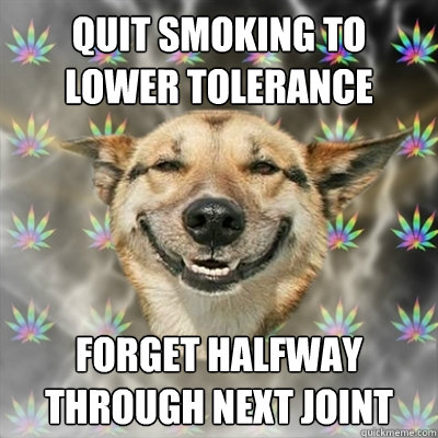 Quit smoking to lower tolerance Forget halfway through next joint  Stoner Dog