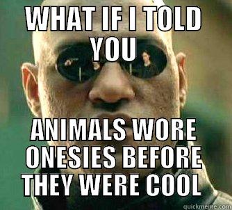 WHAT IF I TOLD YOU ANIMALS WORE ONESIES BEFORE THEY WERE COOL  Matrix Morpheus