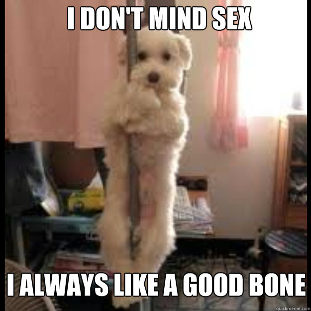 I don't mind sex I always like a good bone - I don't mind sex I always like a good bone  Pole dancing dog