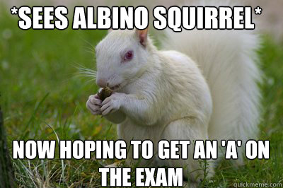 *Sees albino squirrel* now hoping to get an 'A' on the exam  white squirrel
