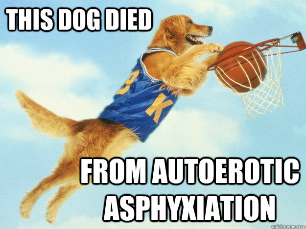 This dog died from autoerotic asphyxiation - This dog died from autoerotic asphyxiation  Air Bud hearts autoerotic asphyxiation