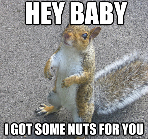 Hey baby I got some nuts for you  Gangster Squirrel