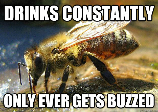 Drinks constantly only ever gets buzzed - Drinks constantly only ever gets buzzed  Alcoholic Bee