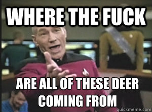 where the fuck are all of these deer coming from   Annoyed Picard