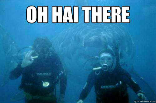 Oh Hai There  Oh Hai shark