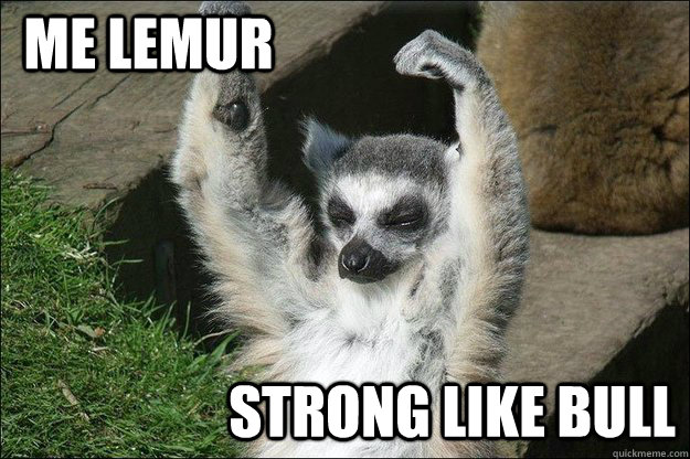 ME Lemur Strong like bull - ME Lemur Strong like bull  lemur