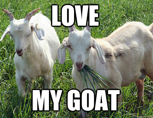 love my goat  
