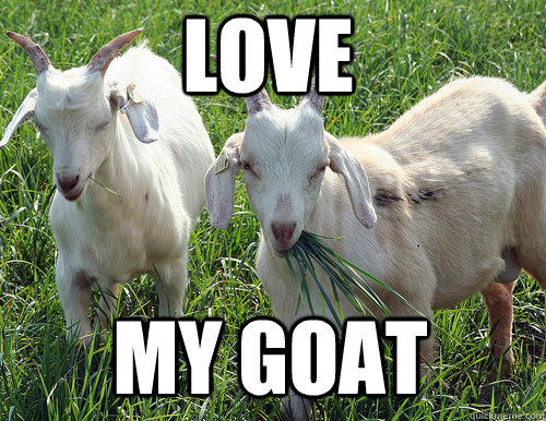 love my goat - love my goat  Goat Quotes