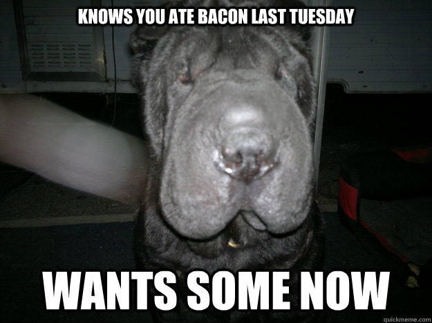 knows you ate bacon last tuesday wants some NOW - knows you ate bacon last tuesday wants some NOW  ESPdog